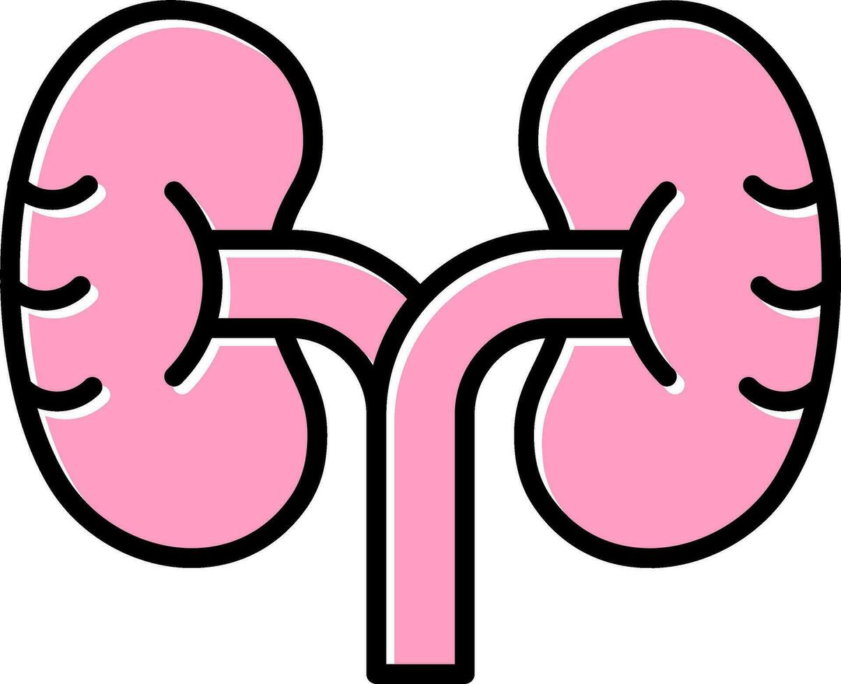 Kidney Vector Icon