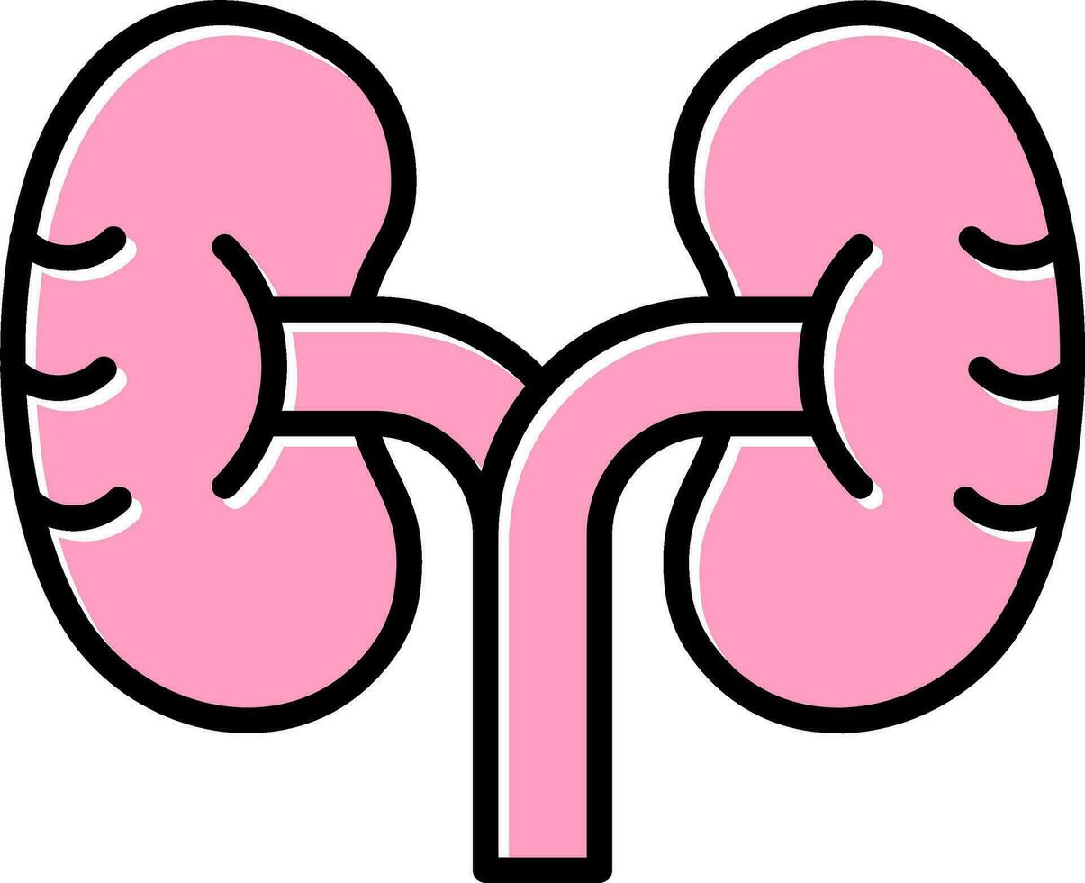 Kidney Vector Icon