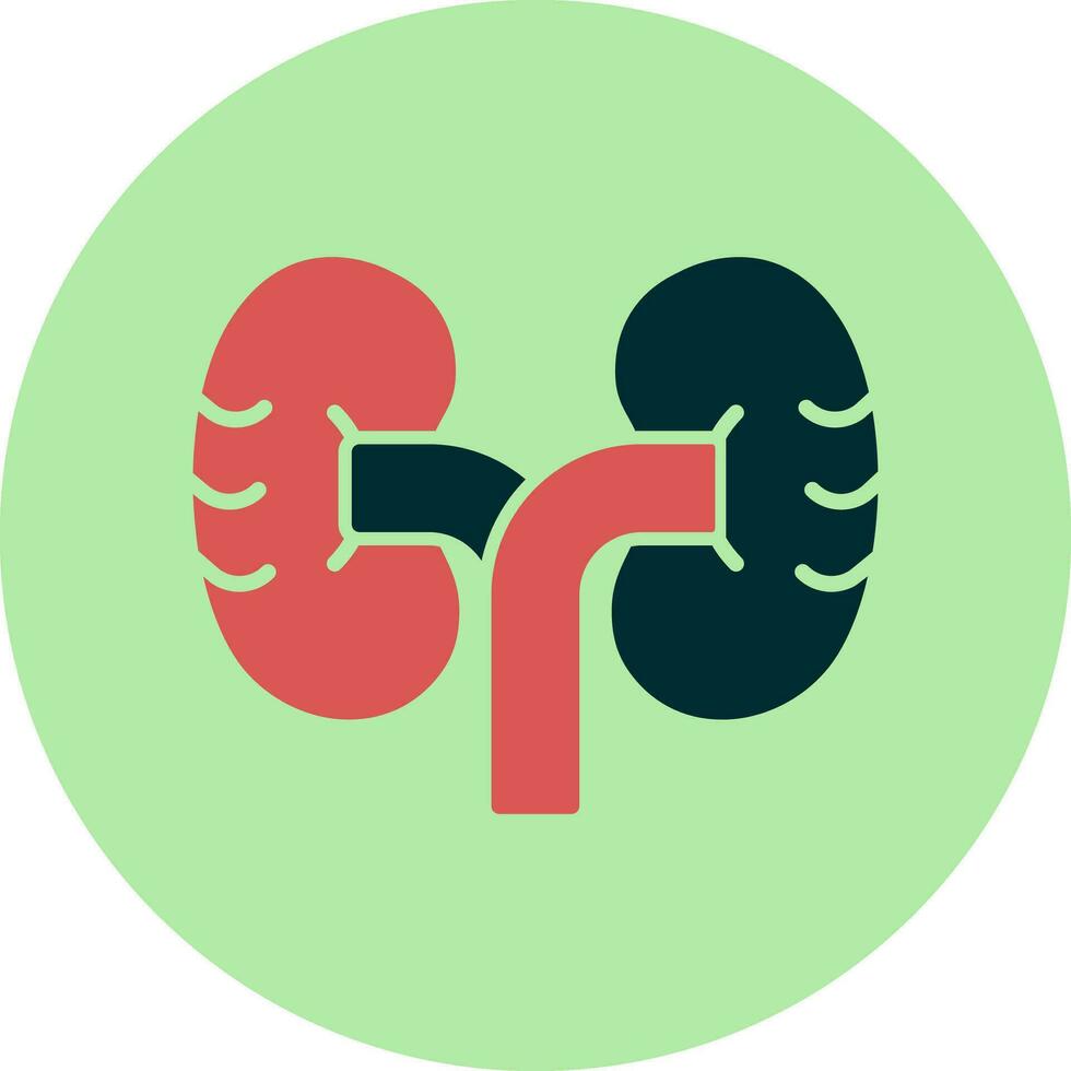 Kidney Vector Icon