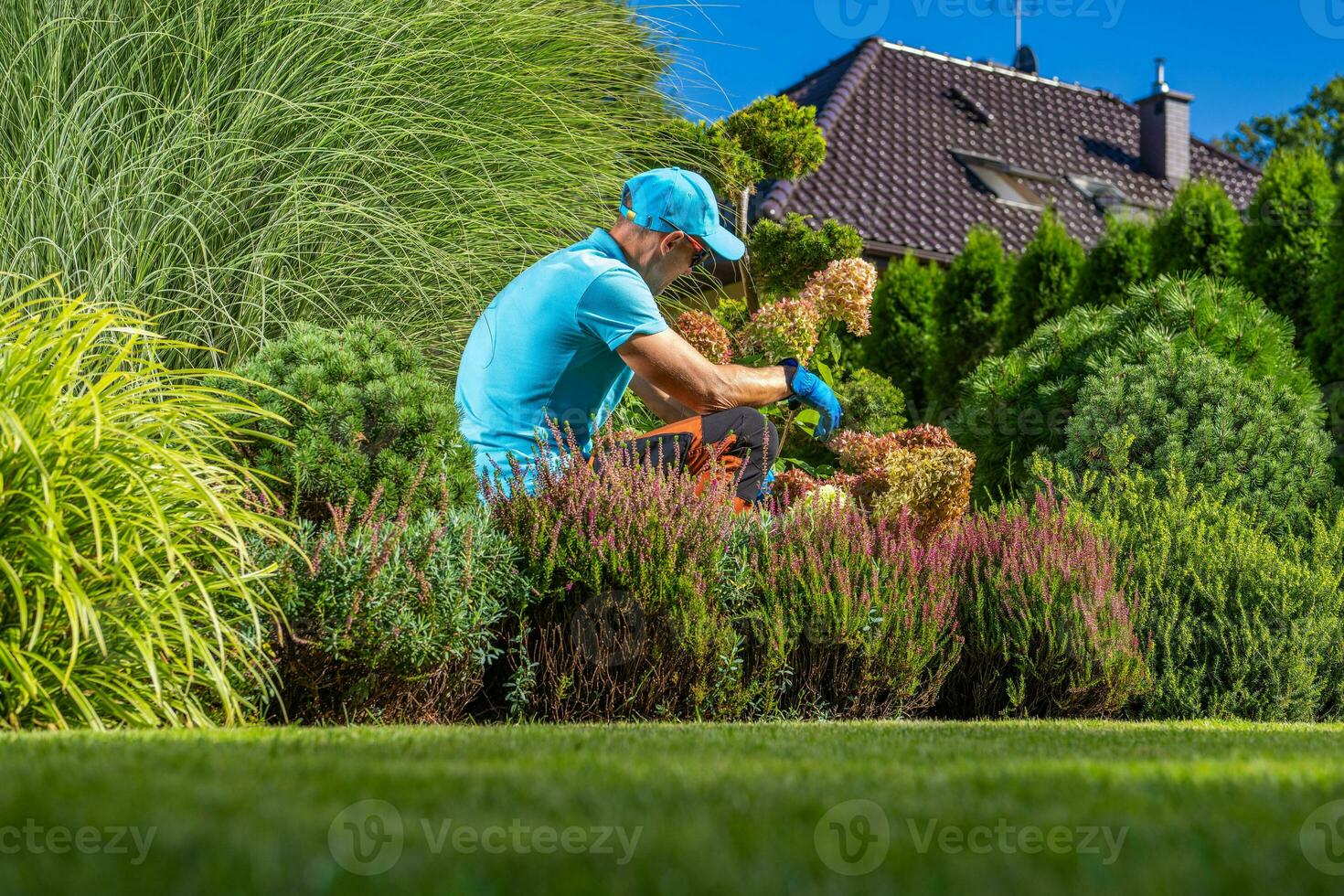 Professional Gardener Performing Backyard Plants Maintenance photo