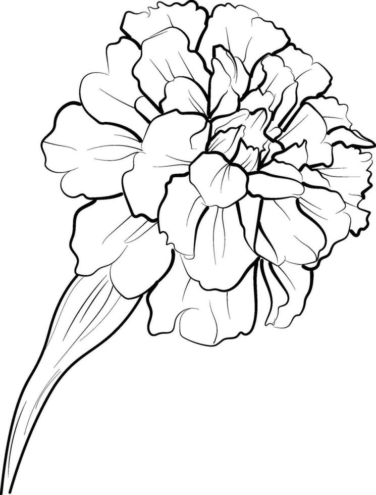 maravilla dibujo, fácil maravilla flor dibujo fácil para niños, flor colorante paginas maravilla dibujo para niños, gratis colorante sábana para niños, fácil flor colorante paginas para para niños vector