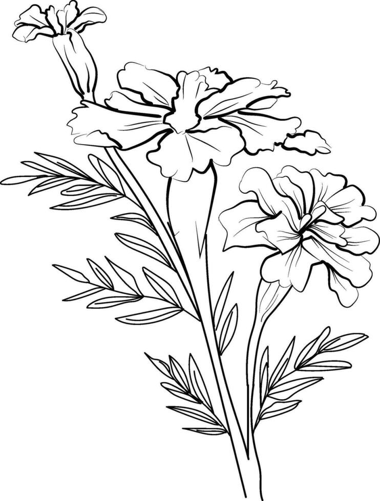 Outline marigold drawing, hand drawn outline marigold drawing botanical branch of buds illustration, marigold flower sketch art isolated on white background clip art vector