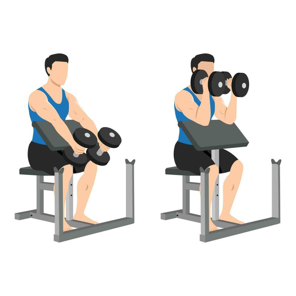 Man doing seated dumbbell preacher bicep hammer curls exercise. vector