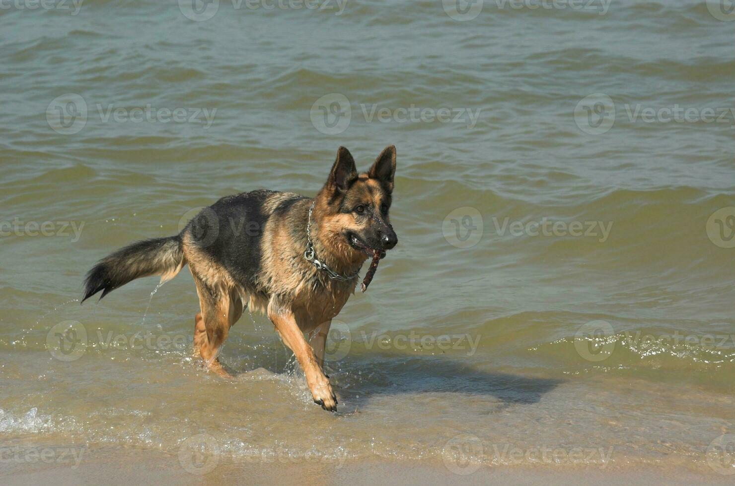 German Shepherd on the beach photo