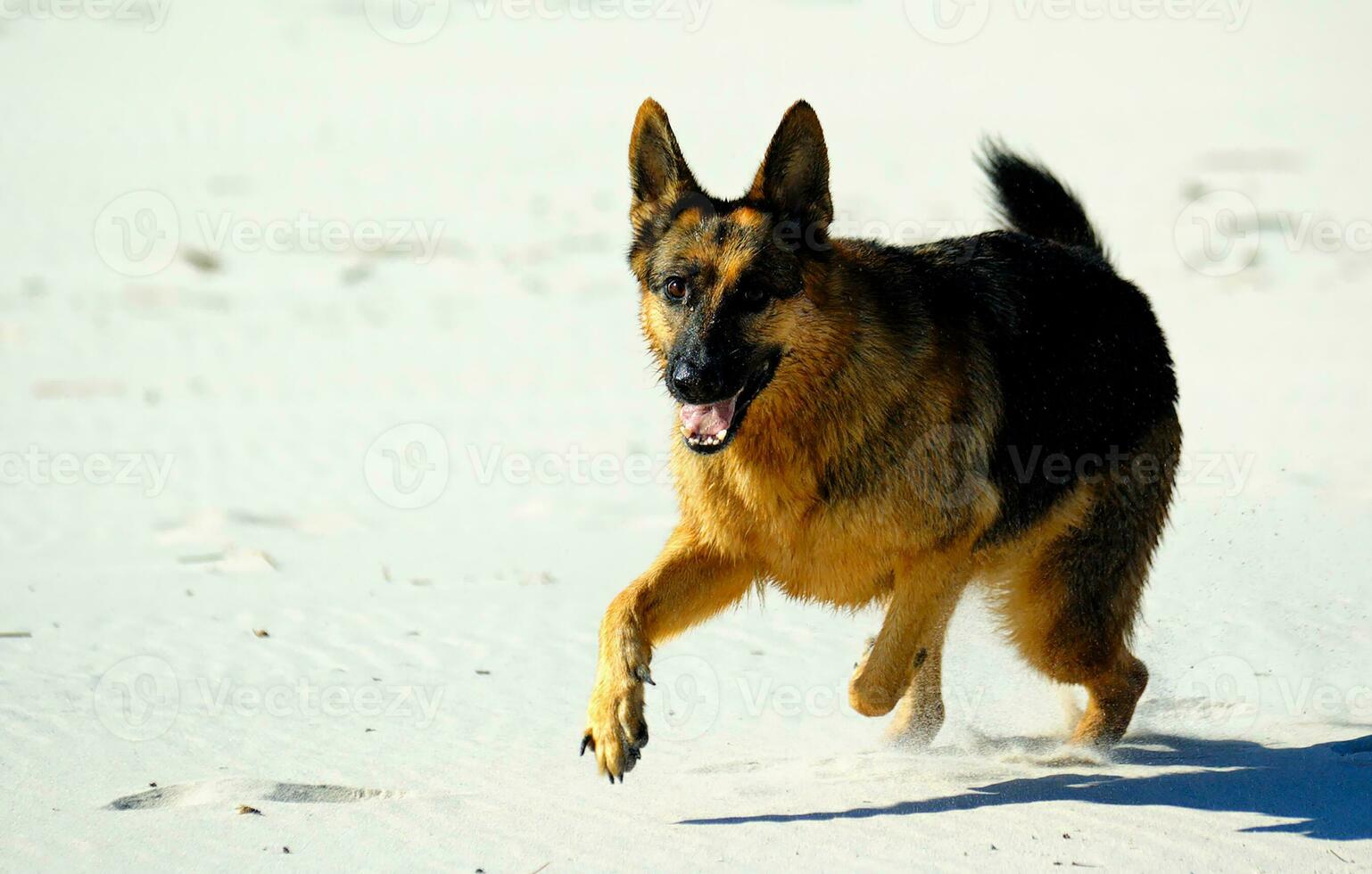 German Shepherd on the beach photo