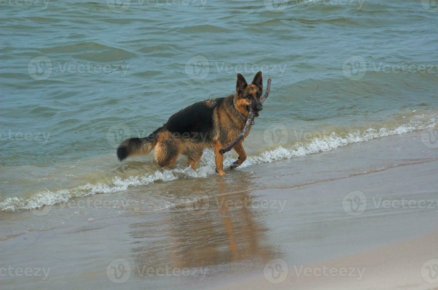 German Shepherd on the beach photo