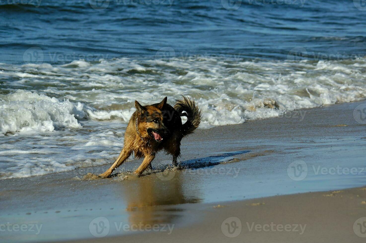 German Shepherd on the beach photo