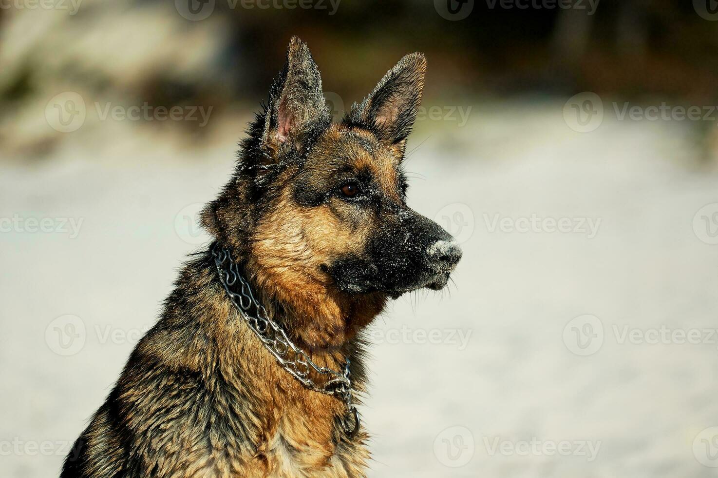 German Shepherd on the beach photo