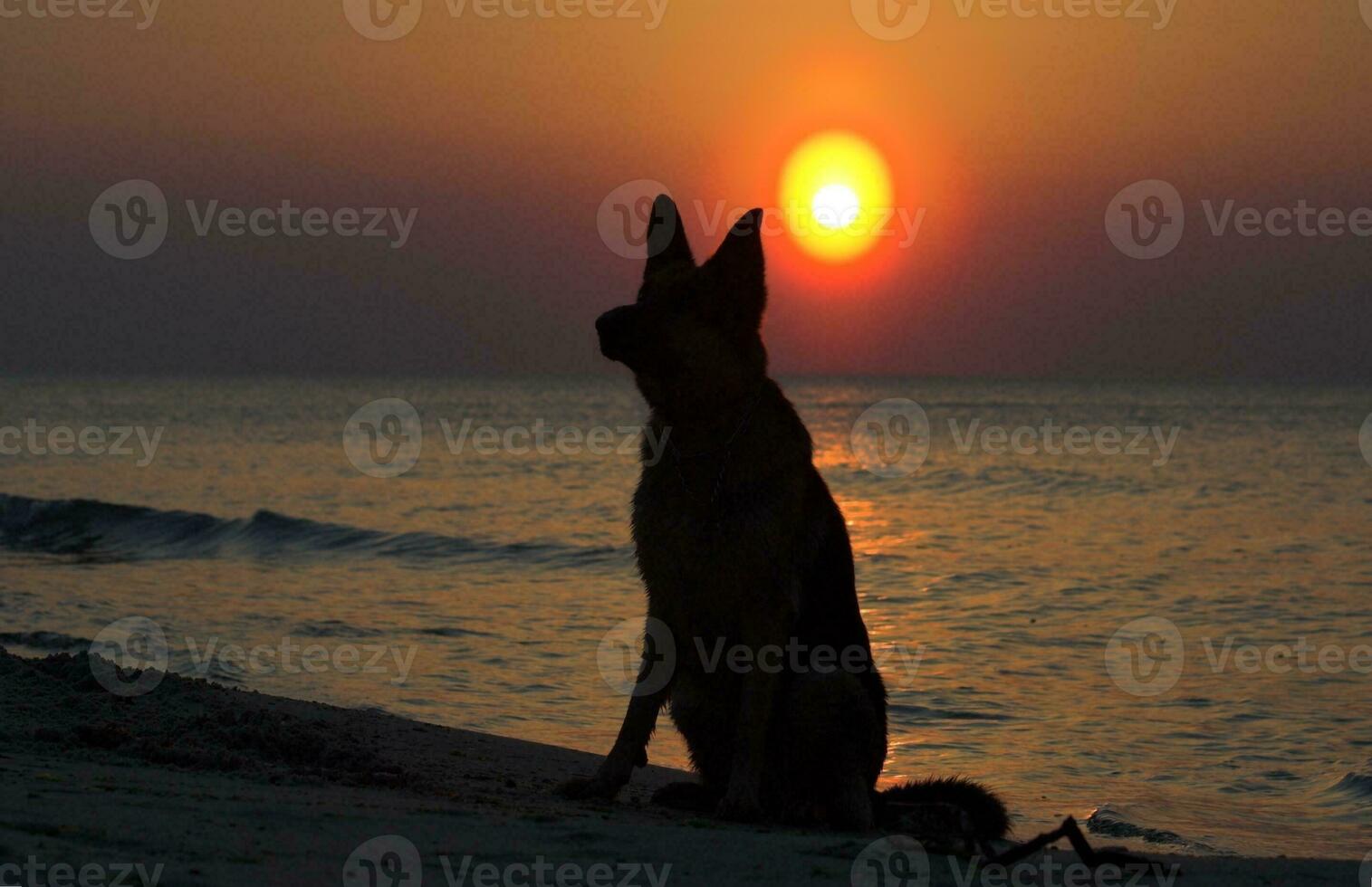 German Shepherd on the beach sunset photo