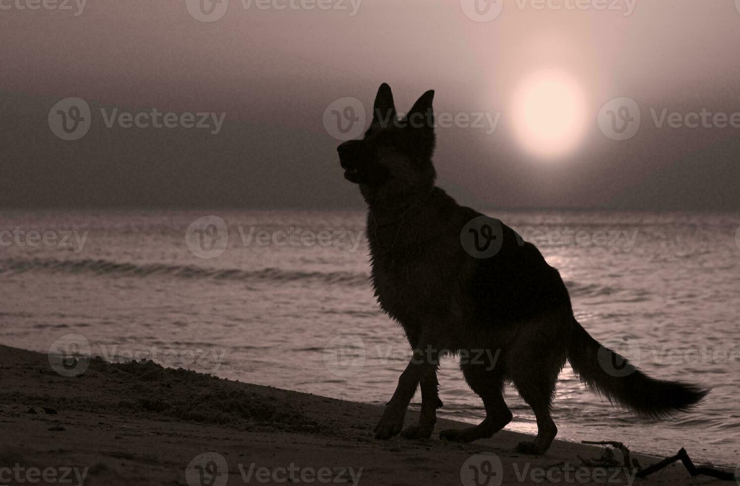 alemán pastor en el playa puesta de sol foto