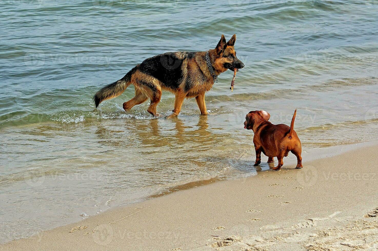 German shepherd and dachshund on the beach photo