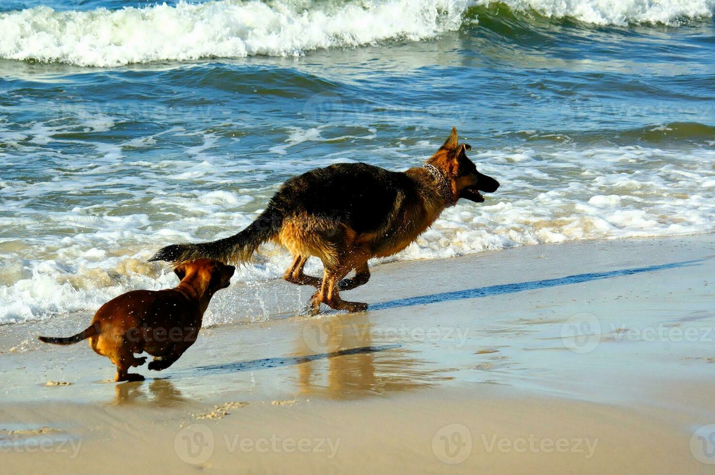 German shepherd and dachshund on the beach photo