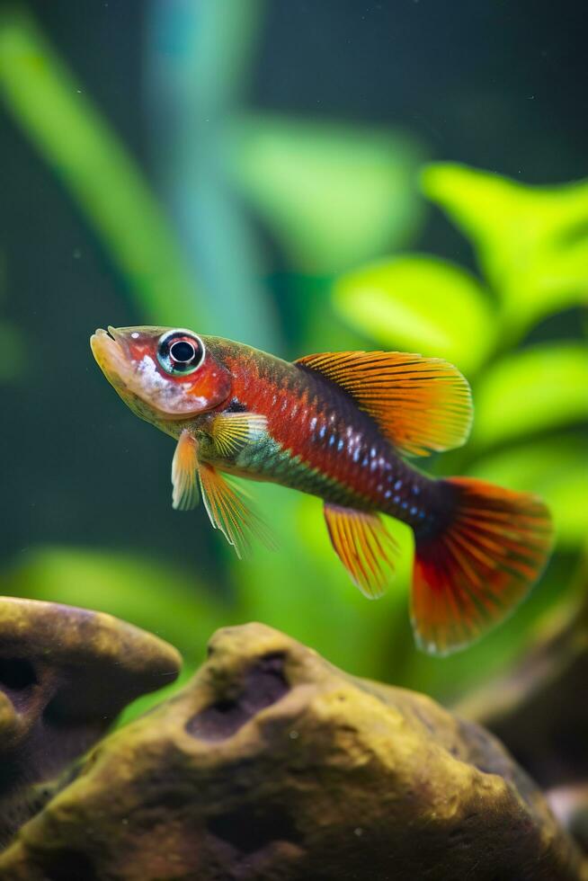 In the aquarium with plants and stones. The spinytail has a variety of color varieties including red, orange, yellow, blue and green. AI Generative photo