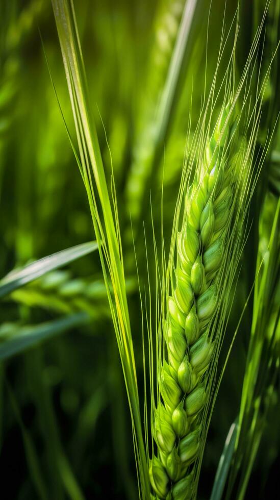 Green barley spike closeup, Green wheat, full grain, Close up of an ear of unripe wheat, AI Generative photo