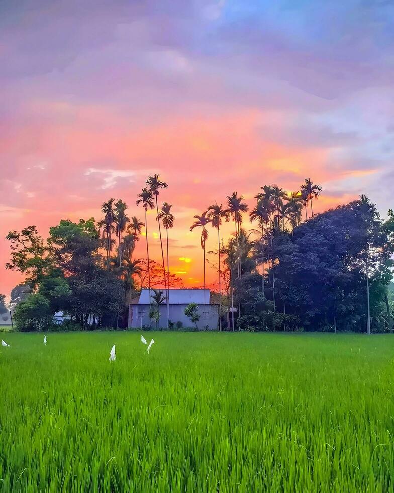 un campo de césped con arboles y un casa en el antecedentes foto