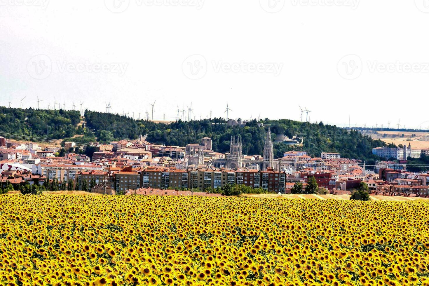 a field of sunflowers in front of a town photo