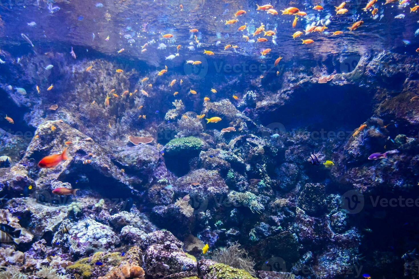 Beautiful underwater view photo