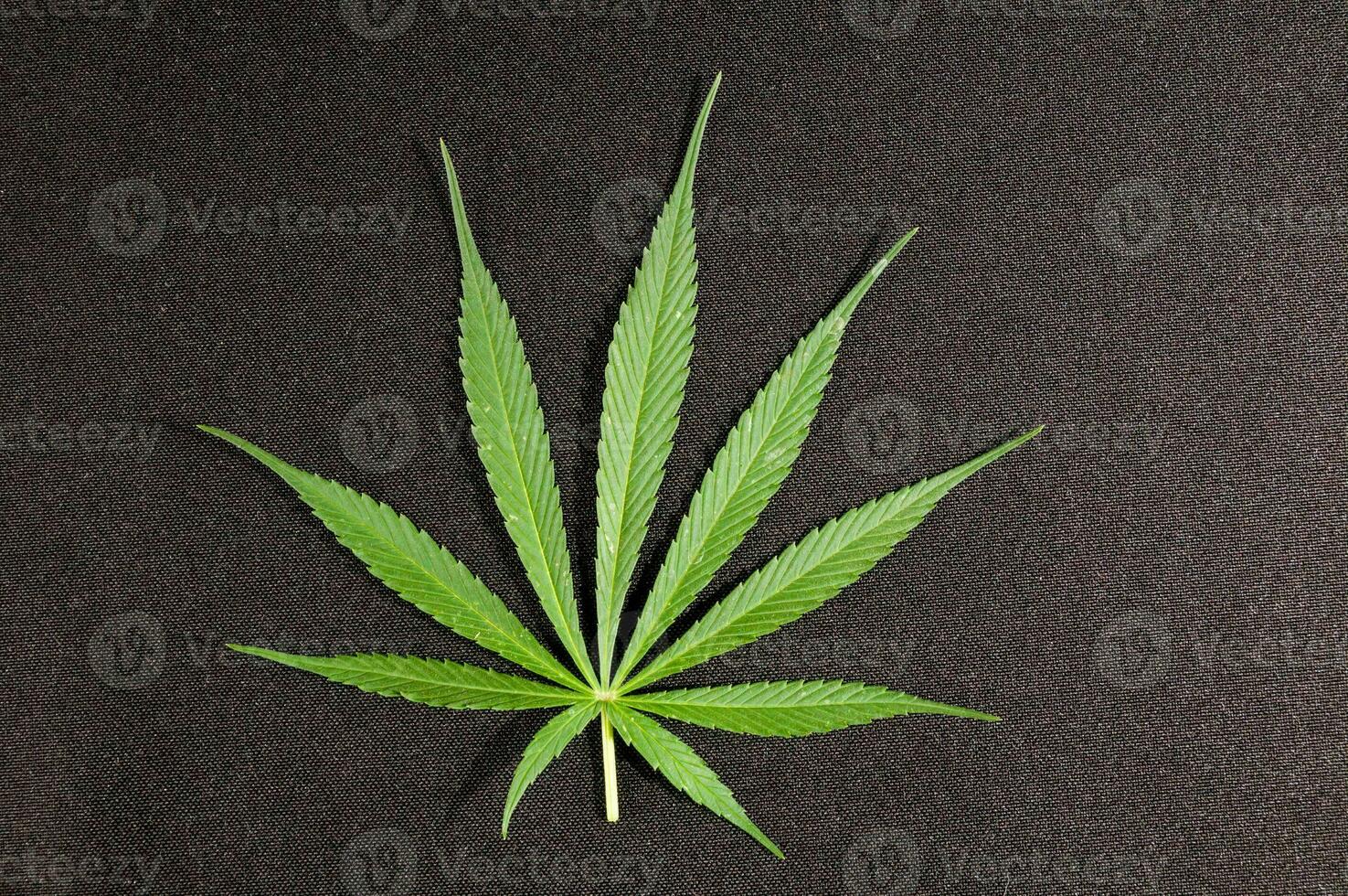 A marijuana plant photo