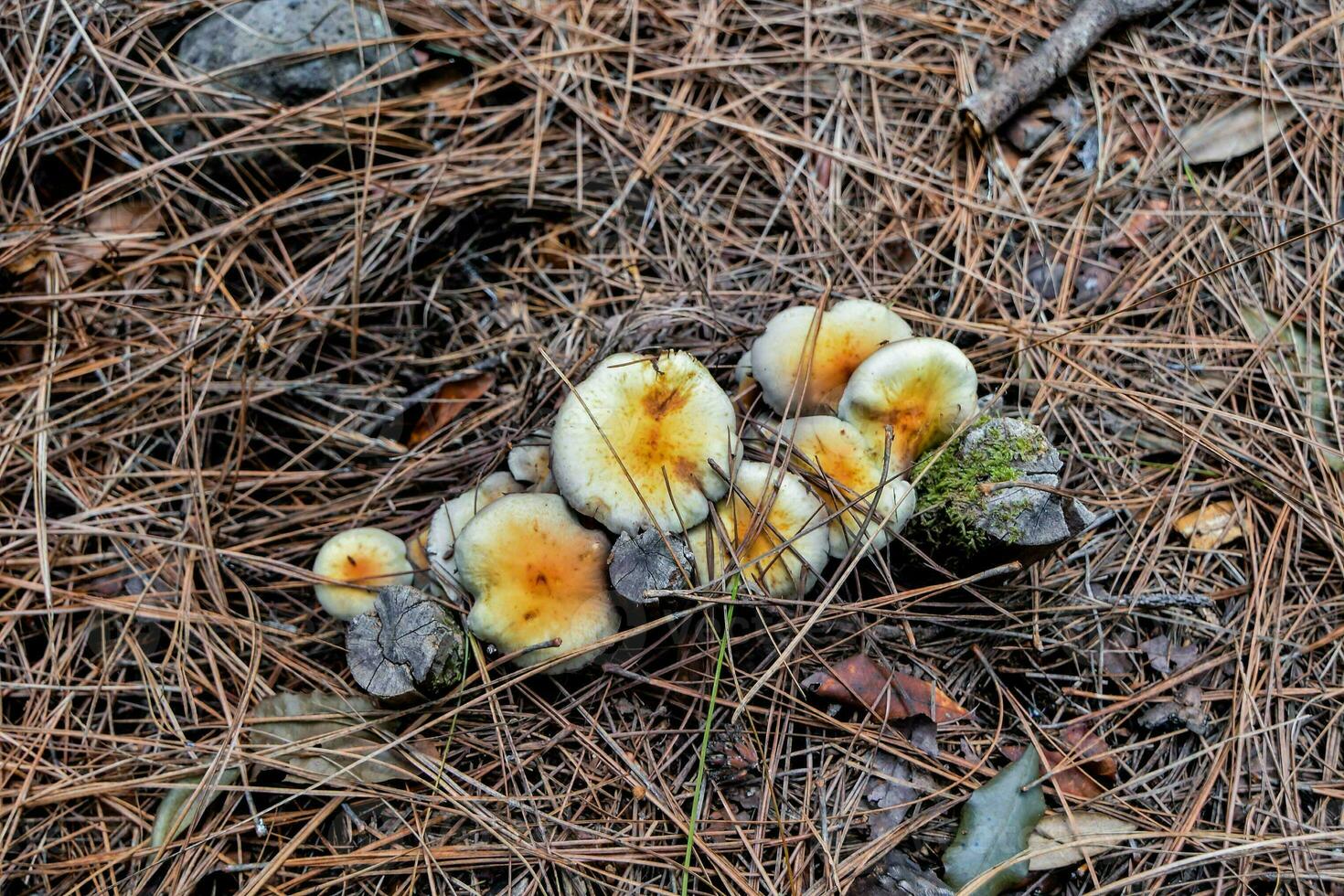Mushrooms in the forest photo