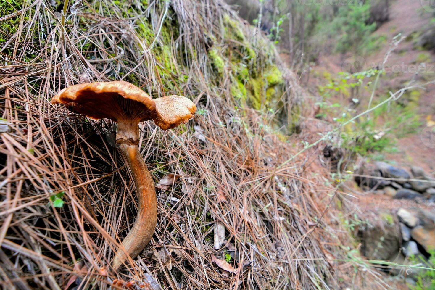 Mushrooms in the forest photo