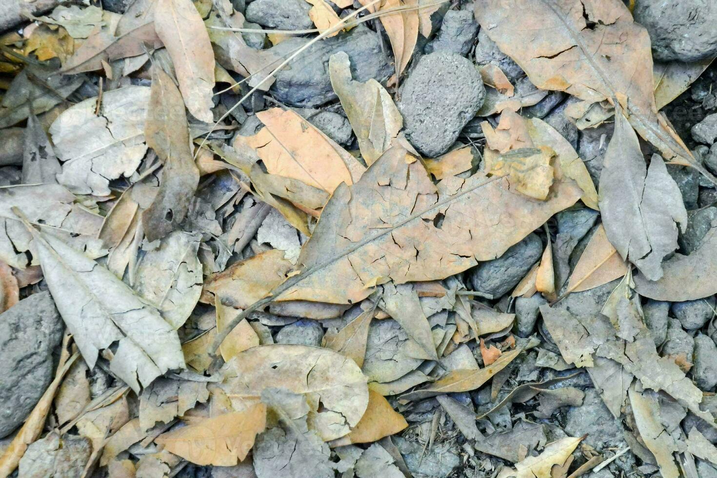 Background with leaves photo