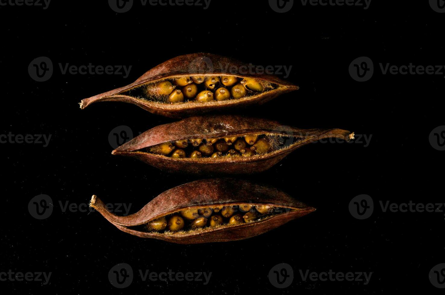 Close-up of fruit seeds photo