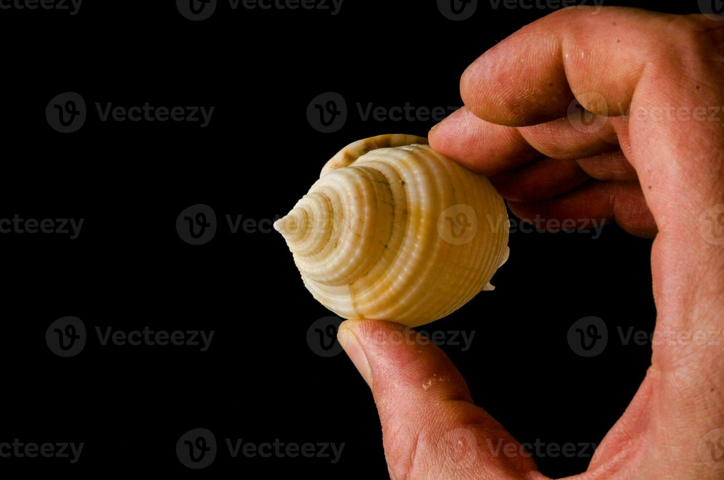 Hand holding a shell photo