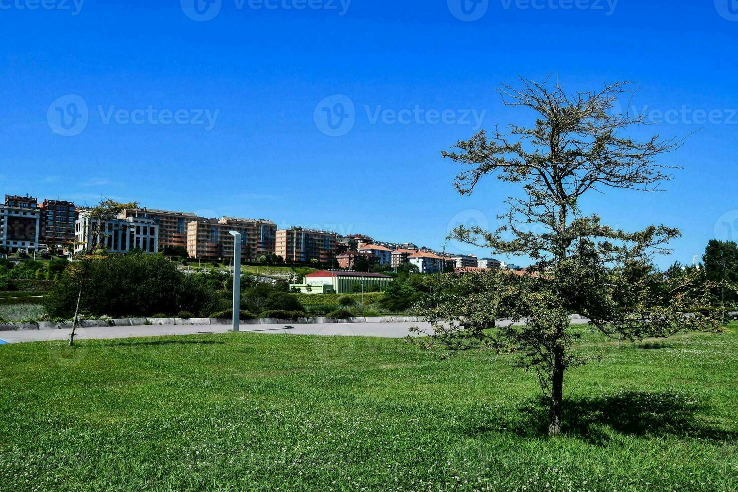 a tree in a park with a building in the background photo