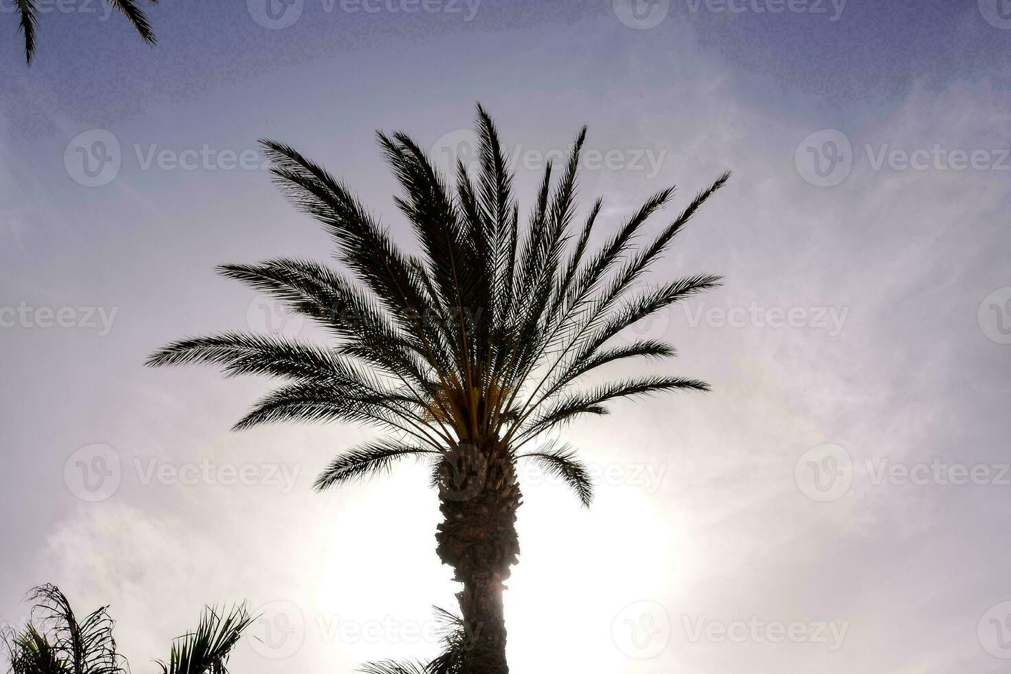 palmeras tropicales foto