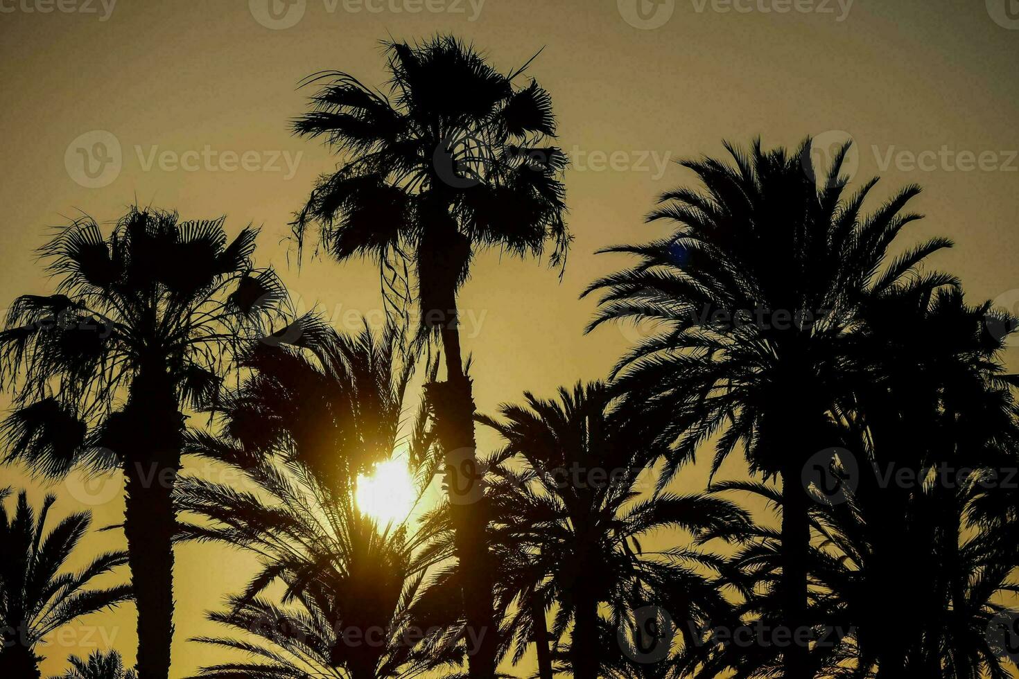 Tropical palm trees photo