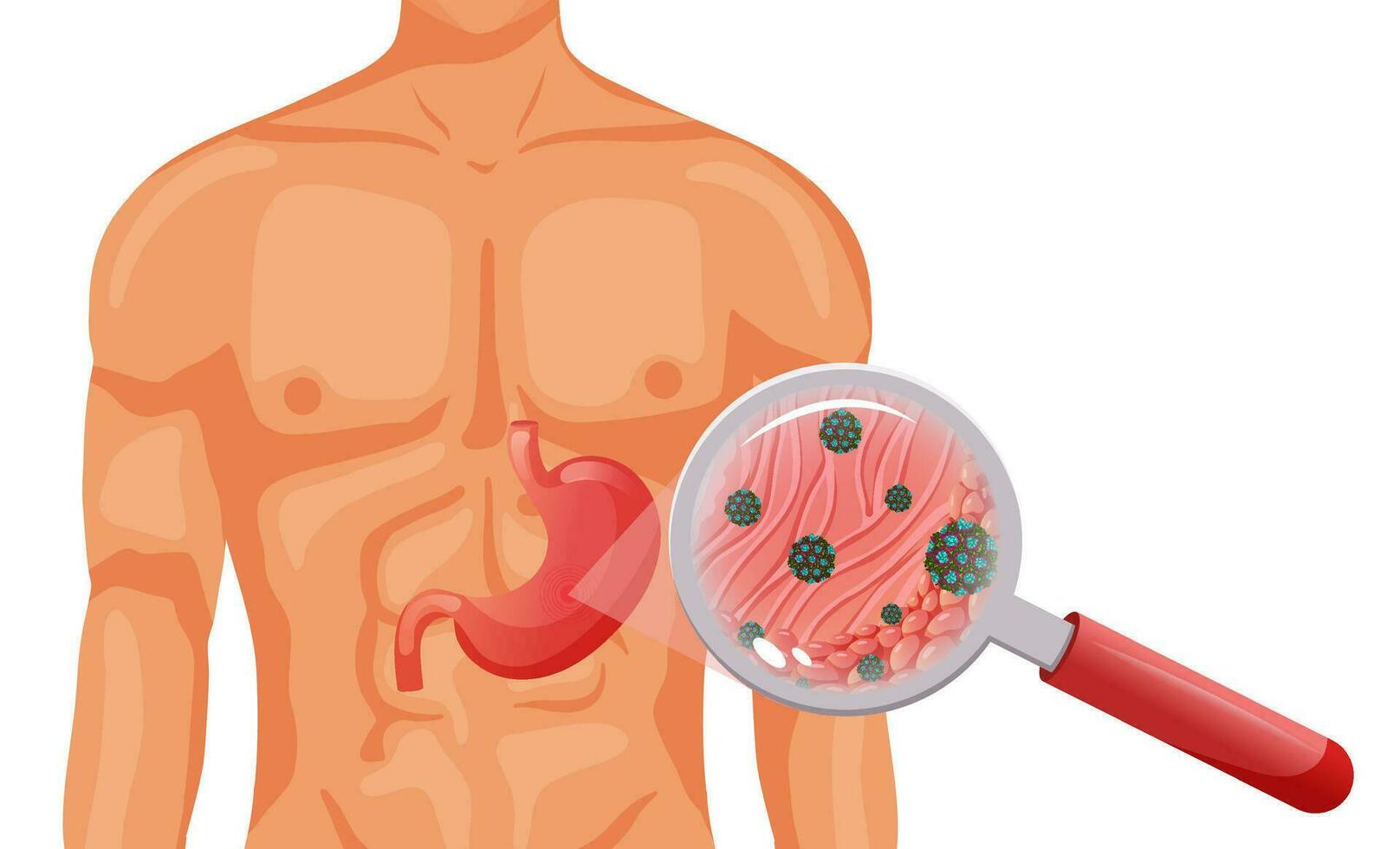 Norovirus in stomach epithelial cells under magnifying glass vector