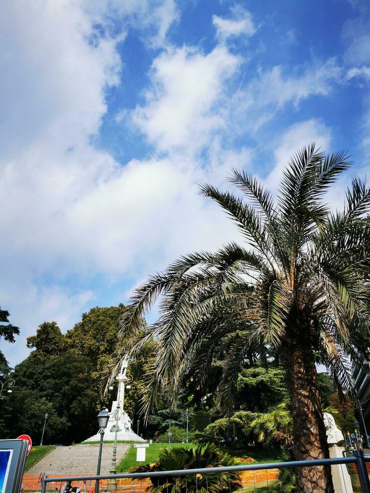 Photo of a majestic palm tree standing tall in the center of a serene park