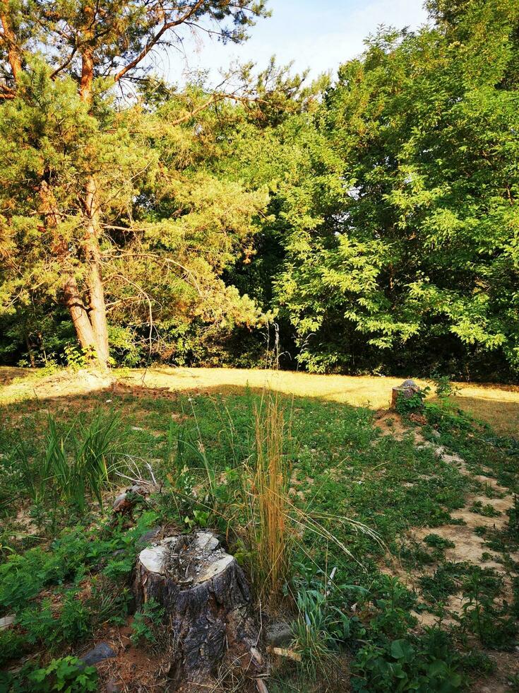 Photo of a tree stump in a serene natural landscape