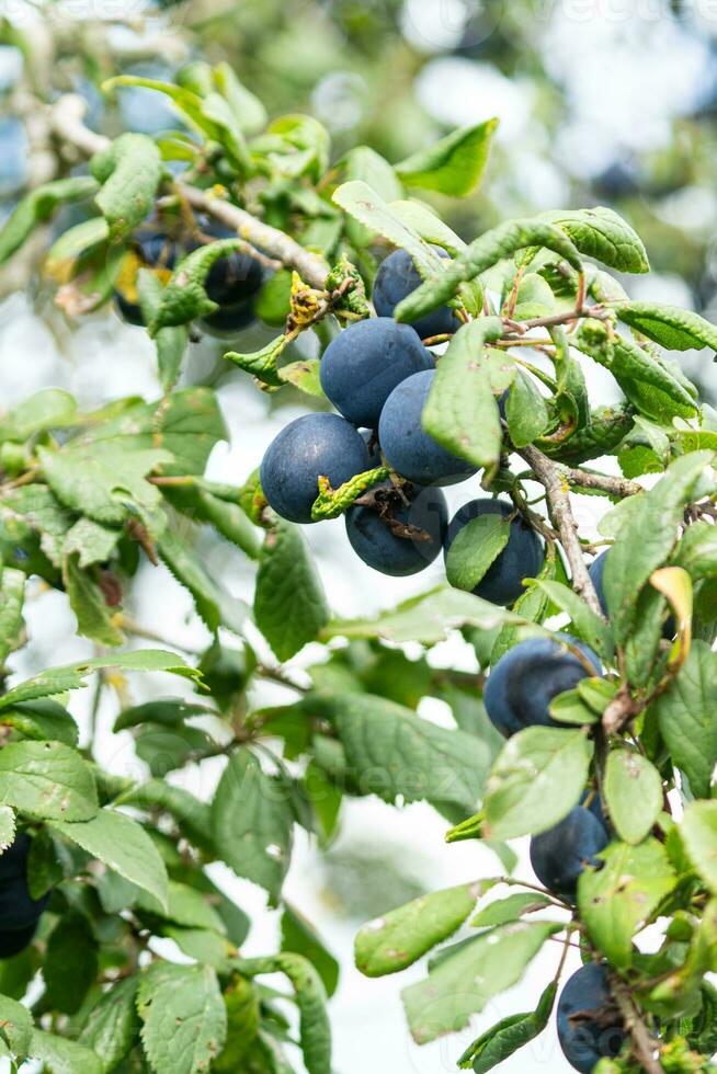 púrpura azul ciruelas en árbol rama foto