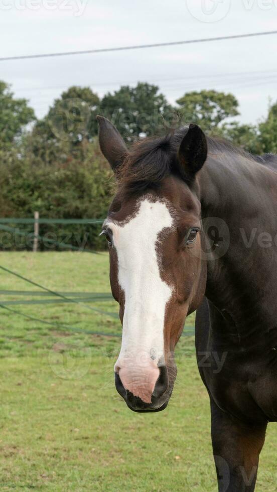 Chestnut Beauty Closeup of a Stunning Horse photo