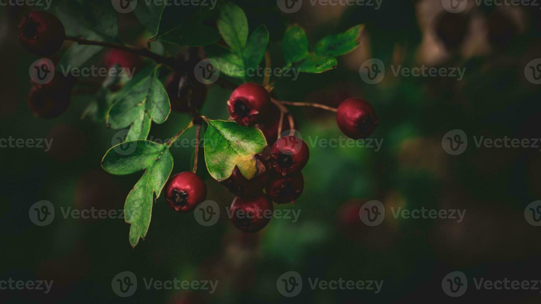 Macro Closeup of Ripe Hawthorn Berries in Autumn photo