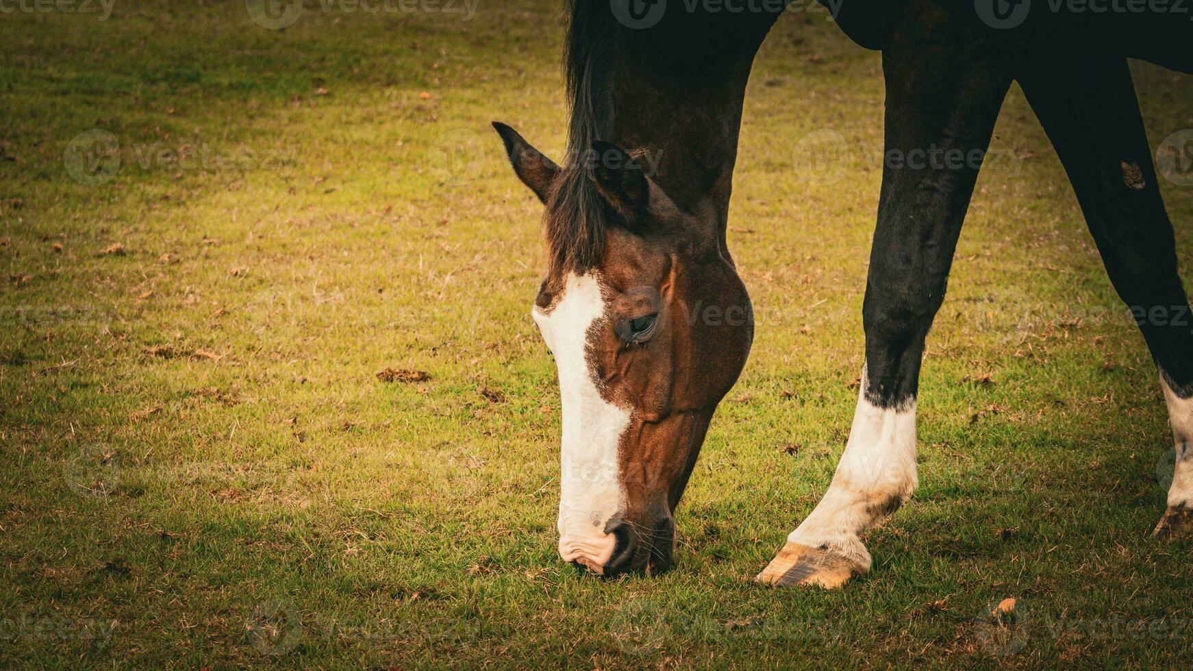 Chestnut Beauty Closeup of a Stunning Horse photo