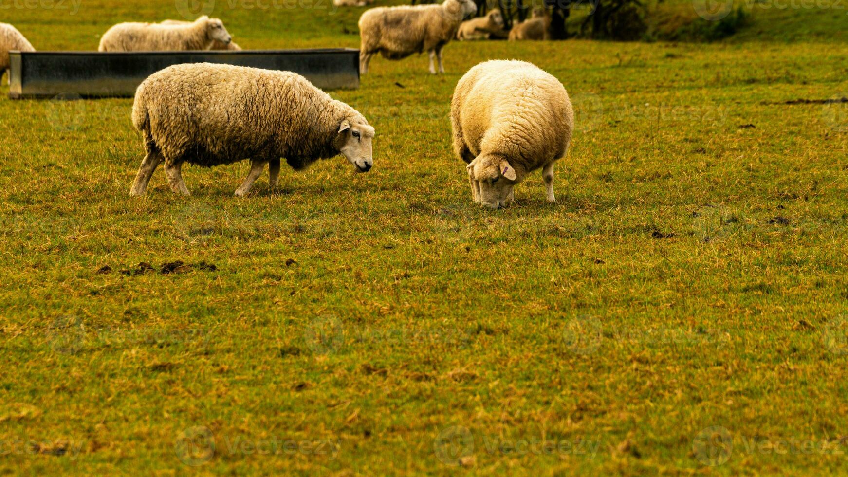 Flock of Woolly Sheep on a Countryside Farm photo