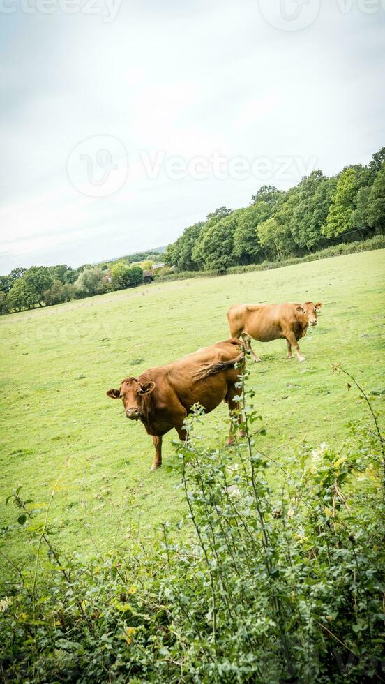 Rural Meadow Grazing Brown Cattle in Green Pasture photo