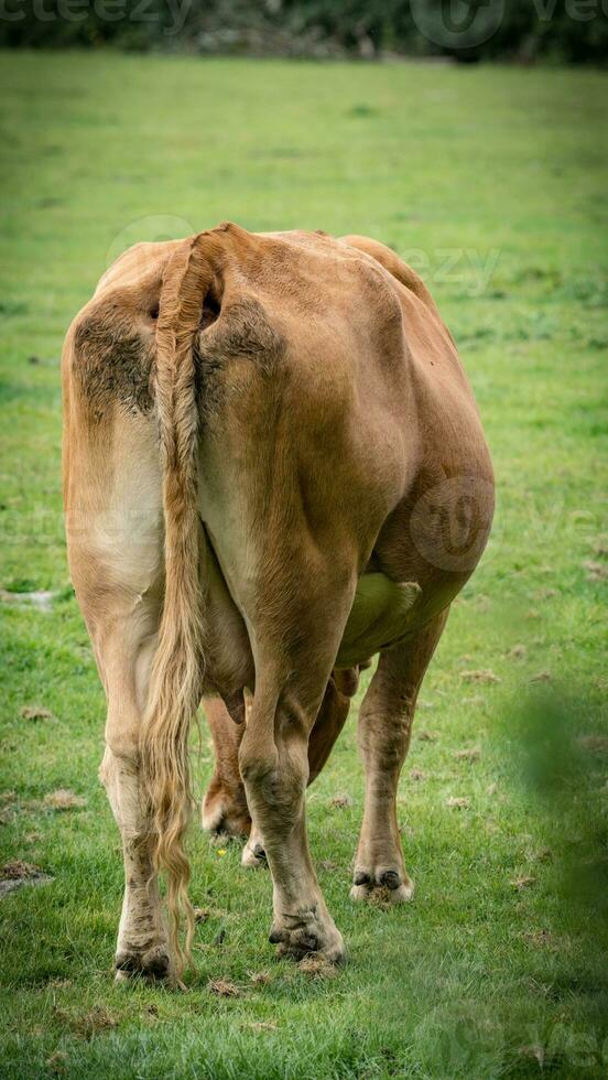 Rural Meadow Grazing Brown Cattle in Green Pasture photo