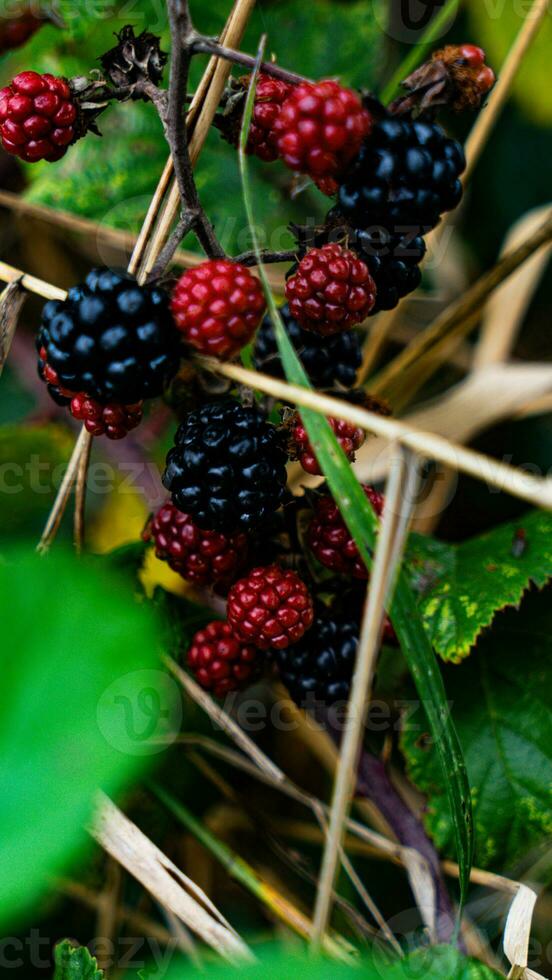 Ripe Blackberries on a Bramble Bush photo
