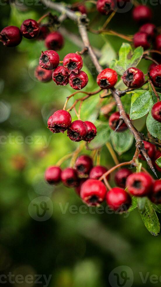 Macro Closeup of Ripe Hawthorn Berries in Autumn photo