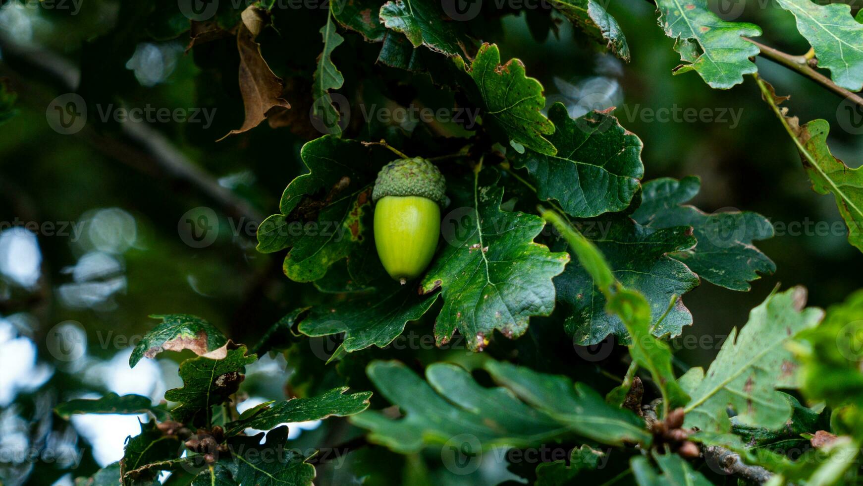 detallado macro Disparo de europeo roble hoja y bellota foto