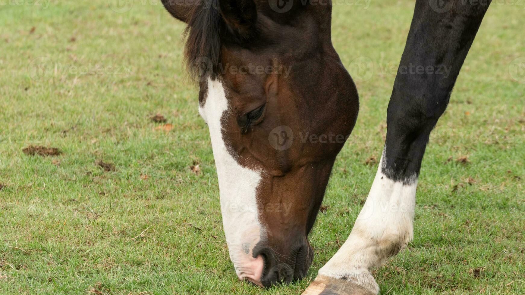 Chestnut Beauty Closeup of a Stunning Horse photo