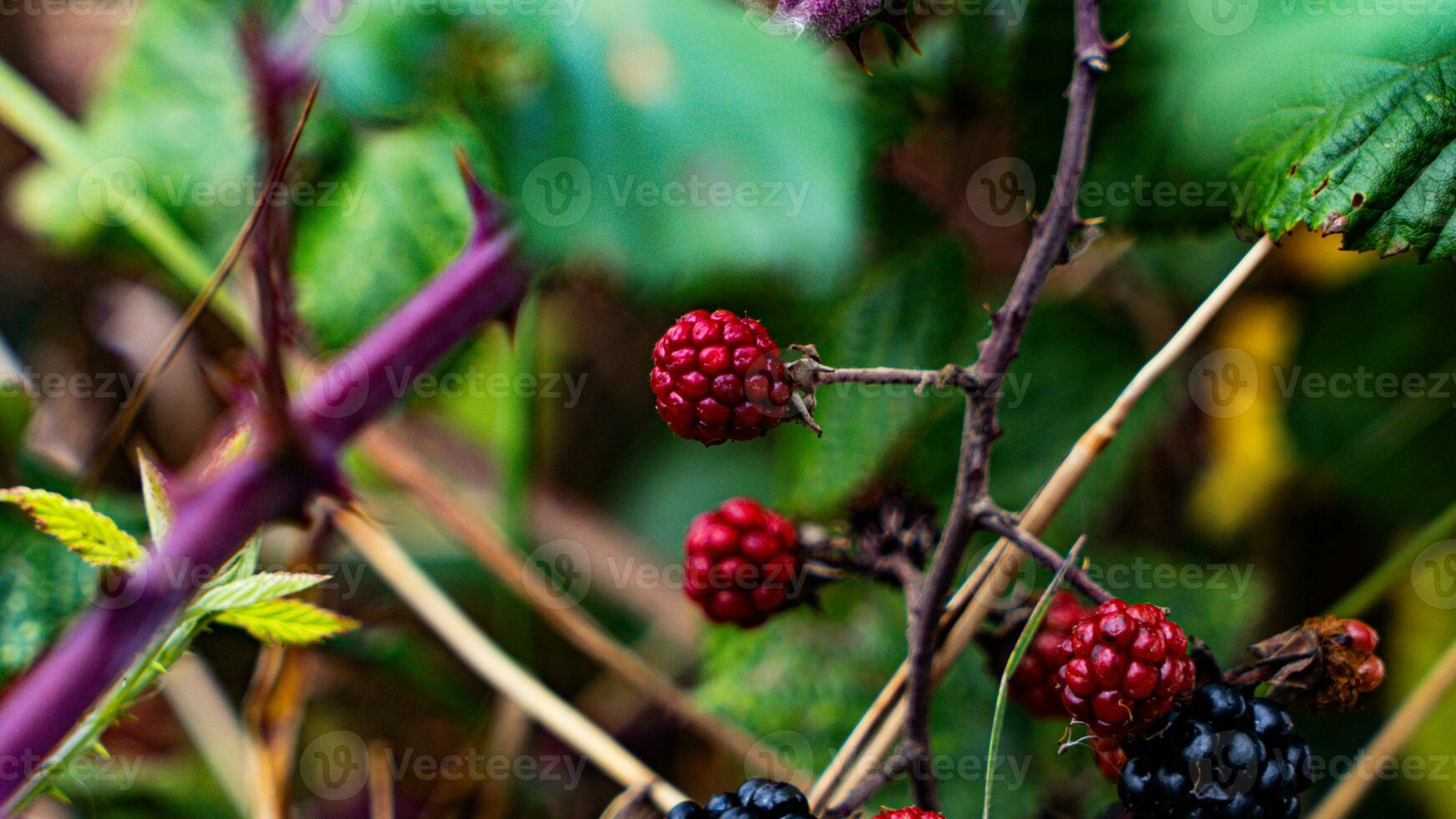 Ripe Blackberries on a Bramble Bush photo