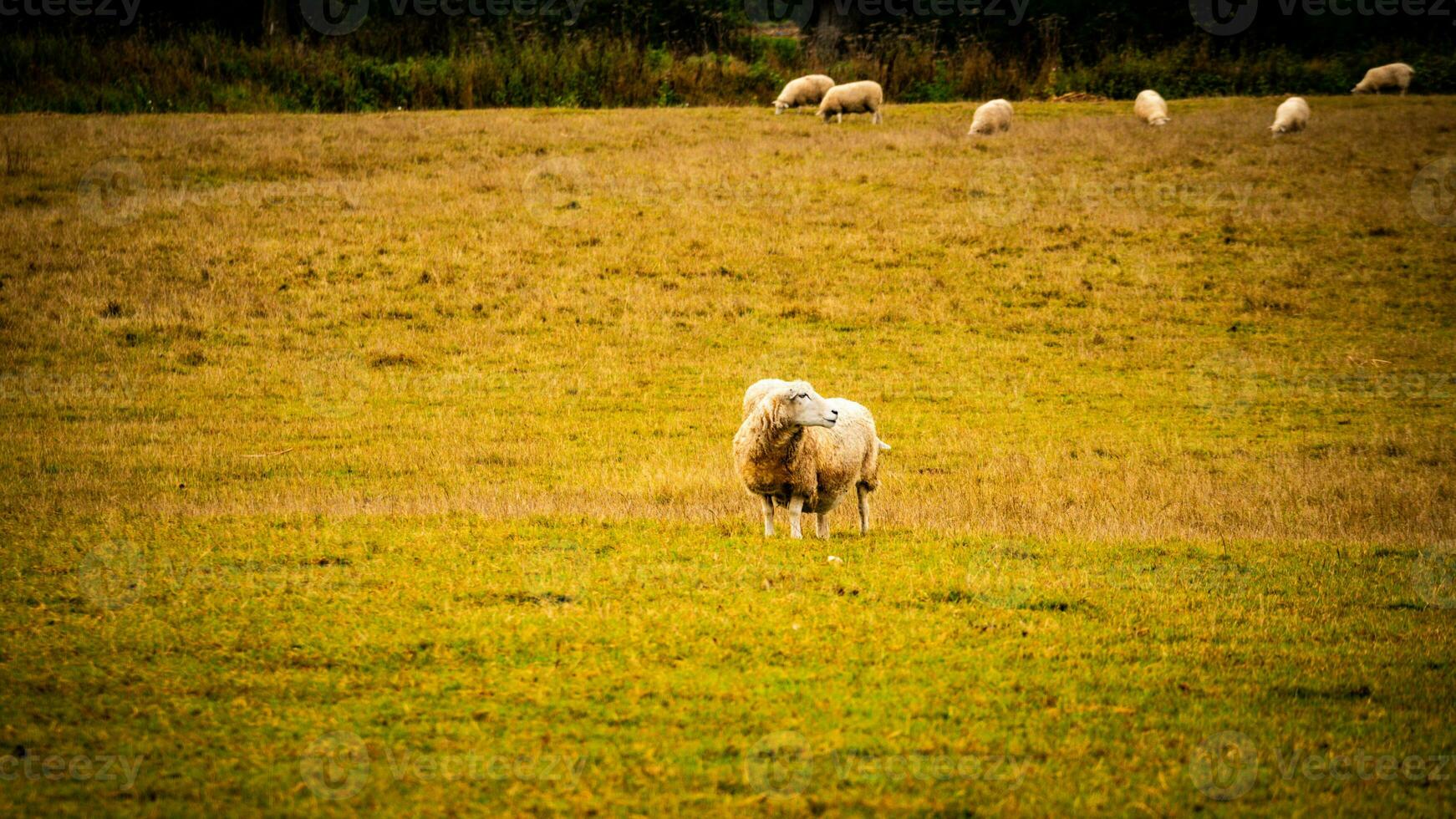 Flock of Woolly Sheep on a Countryside Farm photo