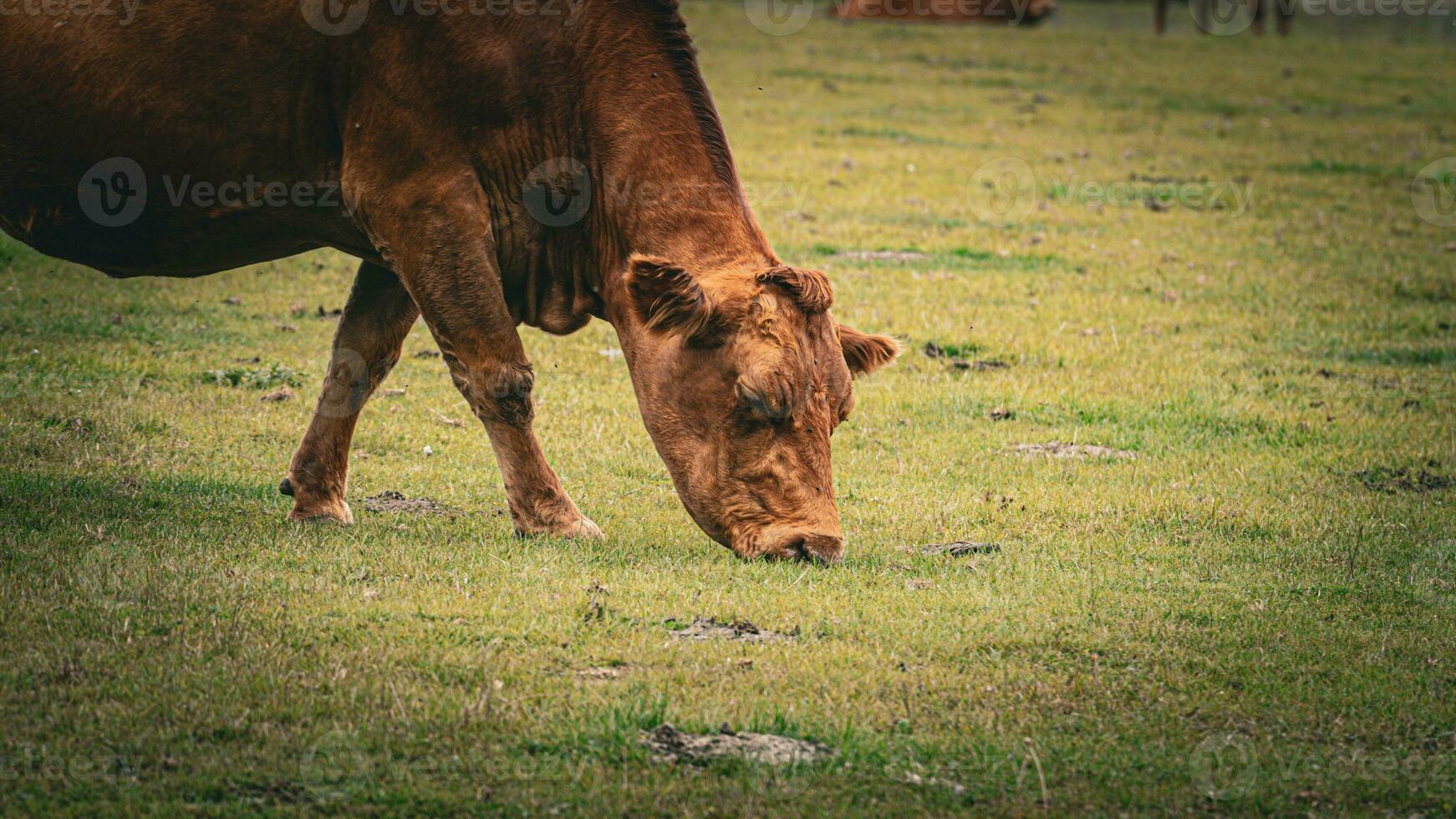 Rural Meadow Grazing Brown Cattle in Green Pasture photo