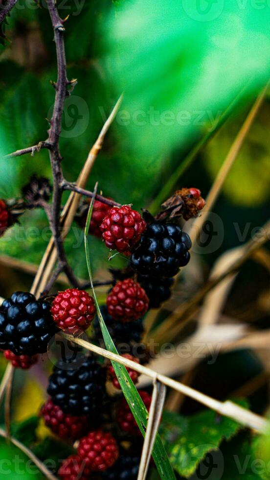 Ripe Blackberries on a Bramble Bush photo