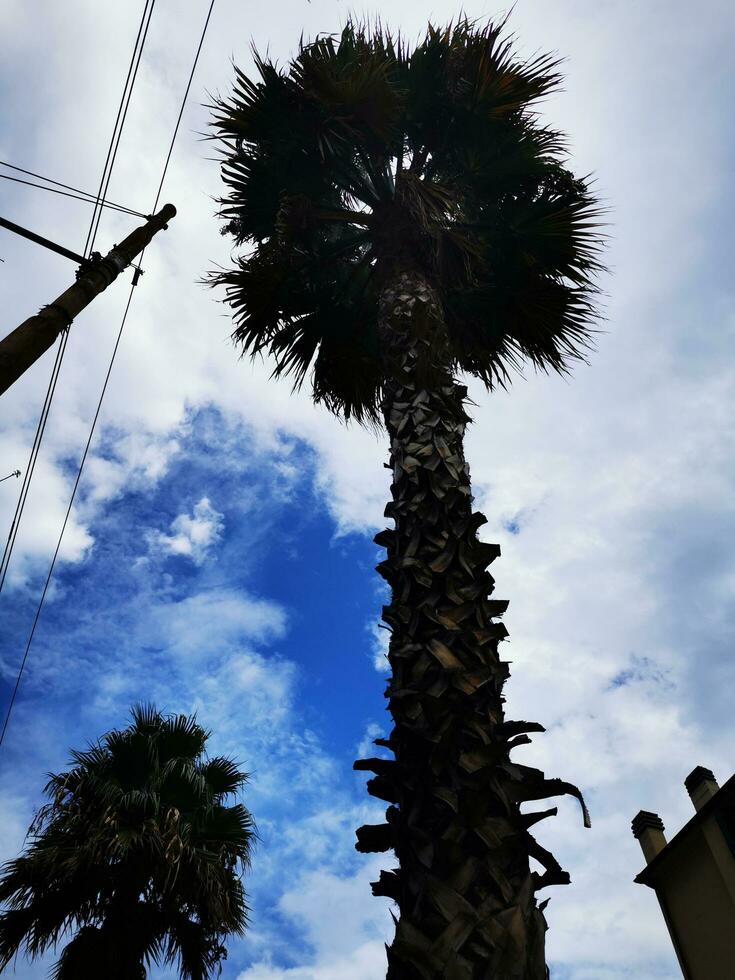 foto de un majestuoso palma árbol alcanzando hacia el cielo