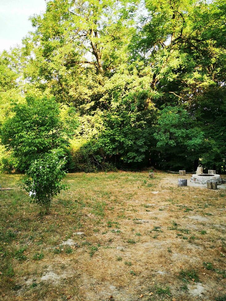 Photo of a peaceful park scene with trees and a fire hydrant